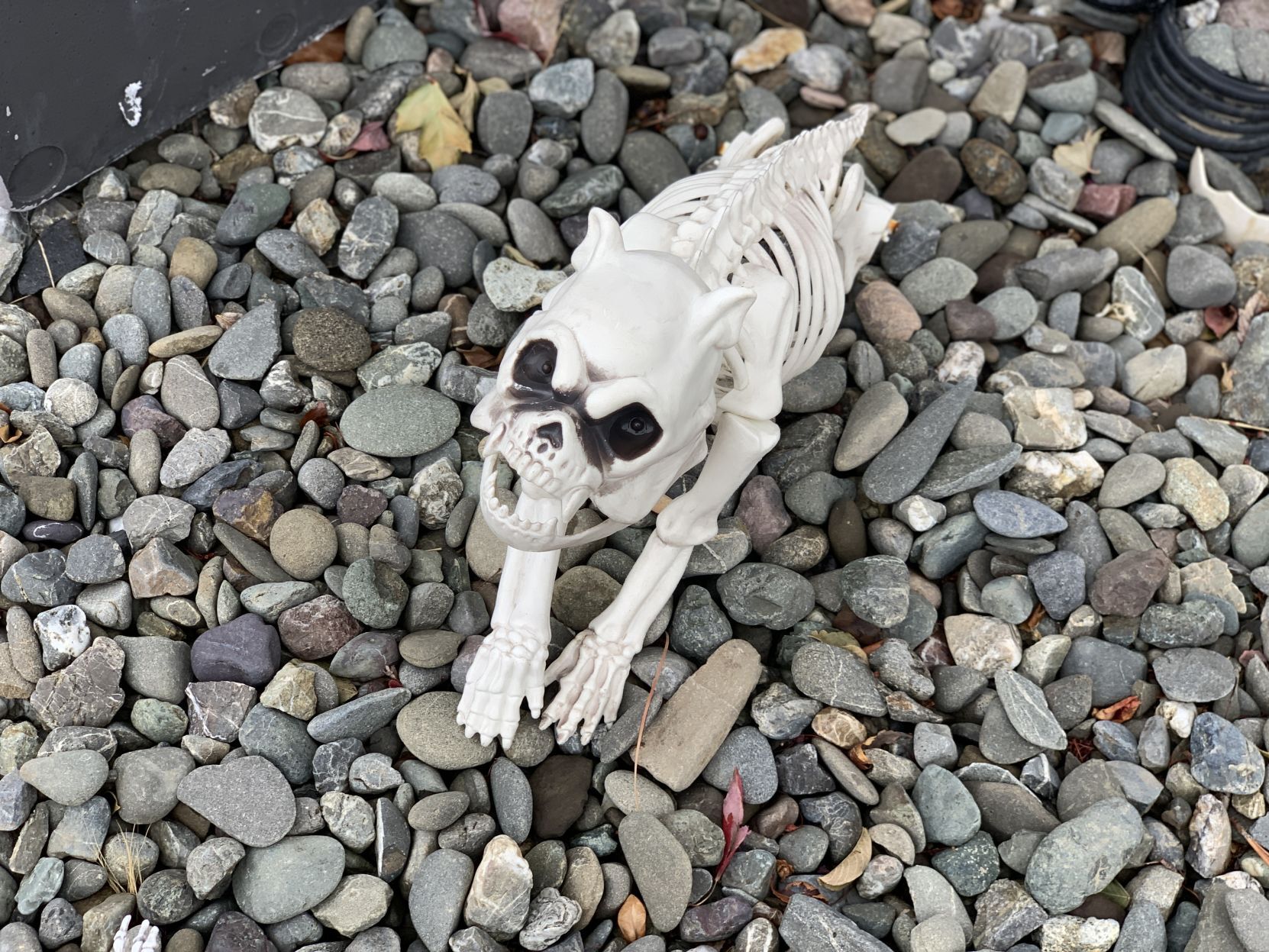 Skeletons take over Napa house for Halloween
